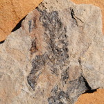 Discosauriscus pulcherrimus